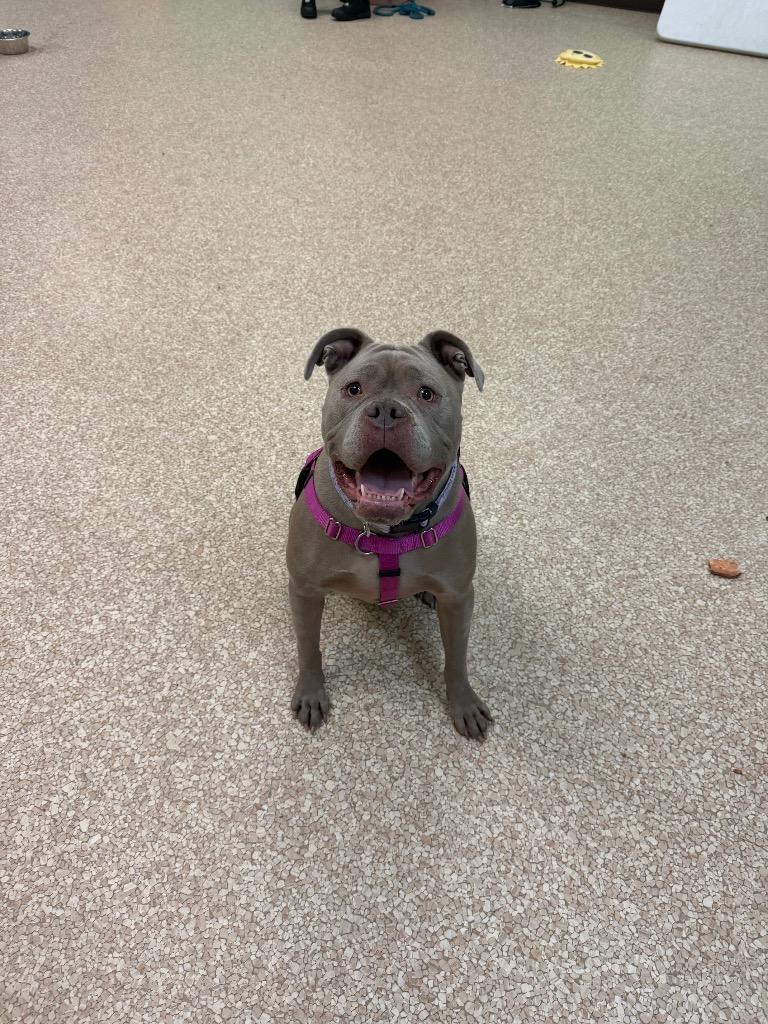 Enlarge Emmy, a Adopted mixed breed in Utica, MI image 3/6