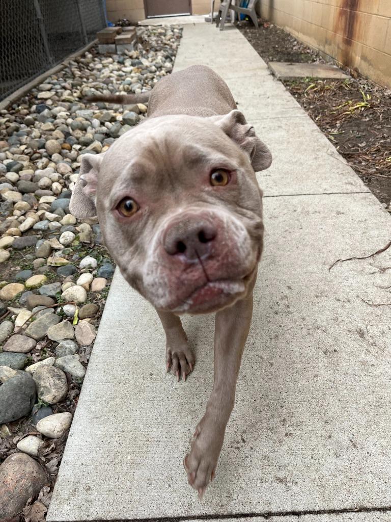 Enlarge Emmy, a Adopted mixed breed in Utica, MI image 6/6