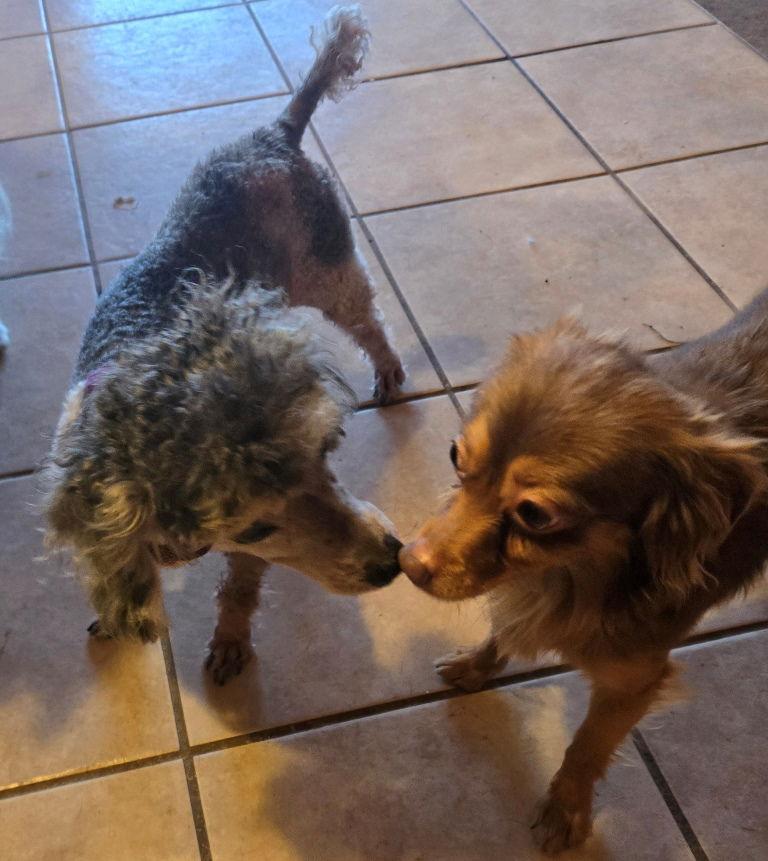 Ziggy, Adoptable, Adult Male Chihuahua.