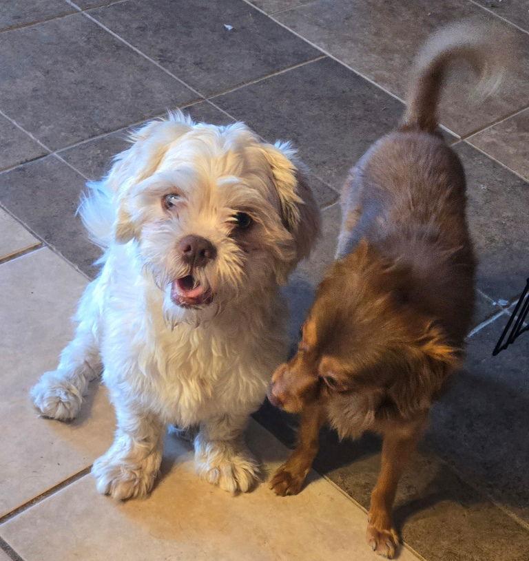 Ziggy, a Adoptable Chihuahua in San Antonio, TX image 2/3