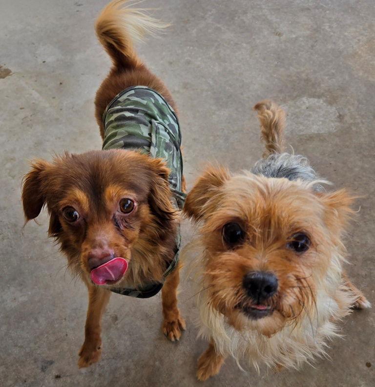 Ziggy, a Adoptable Chihuahua in San Antonio, TX image 3/3