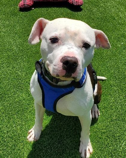 Enlarge Maddox, a Adoptable mixed breed in Munster, IN image 1/1