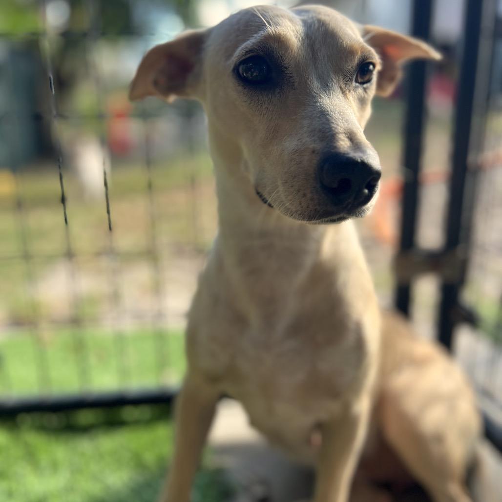 Enlarge Jan Levinson, a Adoptable Mixed Breed in North Port, FL image 5/6