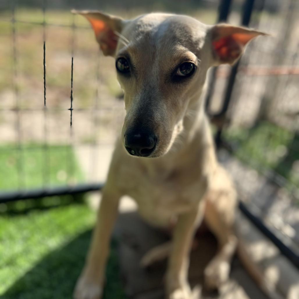 Enlarge Jan Levinson, a Adoptable Mixed Breed in North Port, FL image 6/6