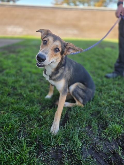 Cammie, ADOPTABLE, Young Female Treeing Walker Coonhound.