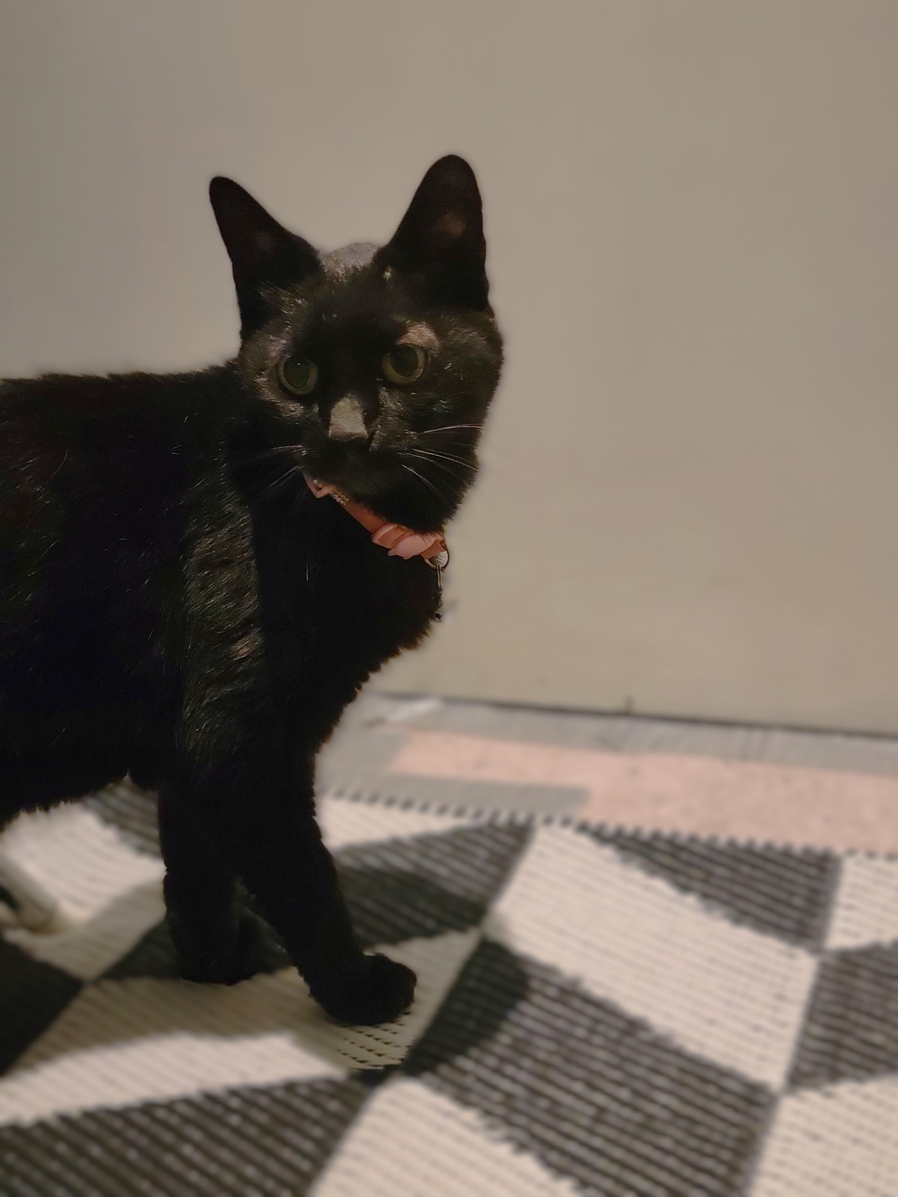Enlarge Raven, a Adoptable Domestic Short Hair in OVERLAND PARK, KS image 3/6