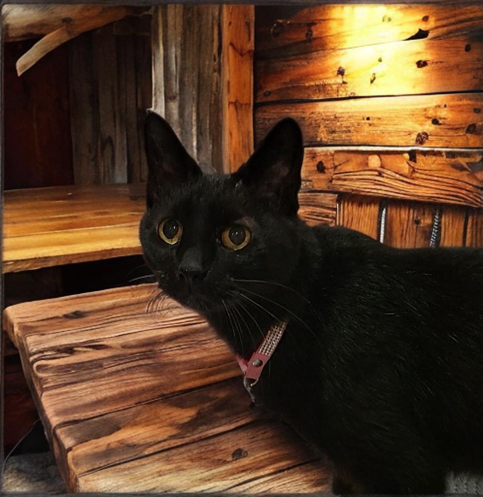 Enlarge Raven, a Adoptable Domestic Short Hair in OVERLAND PARK, KS image 2/6