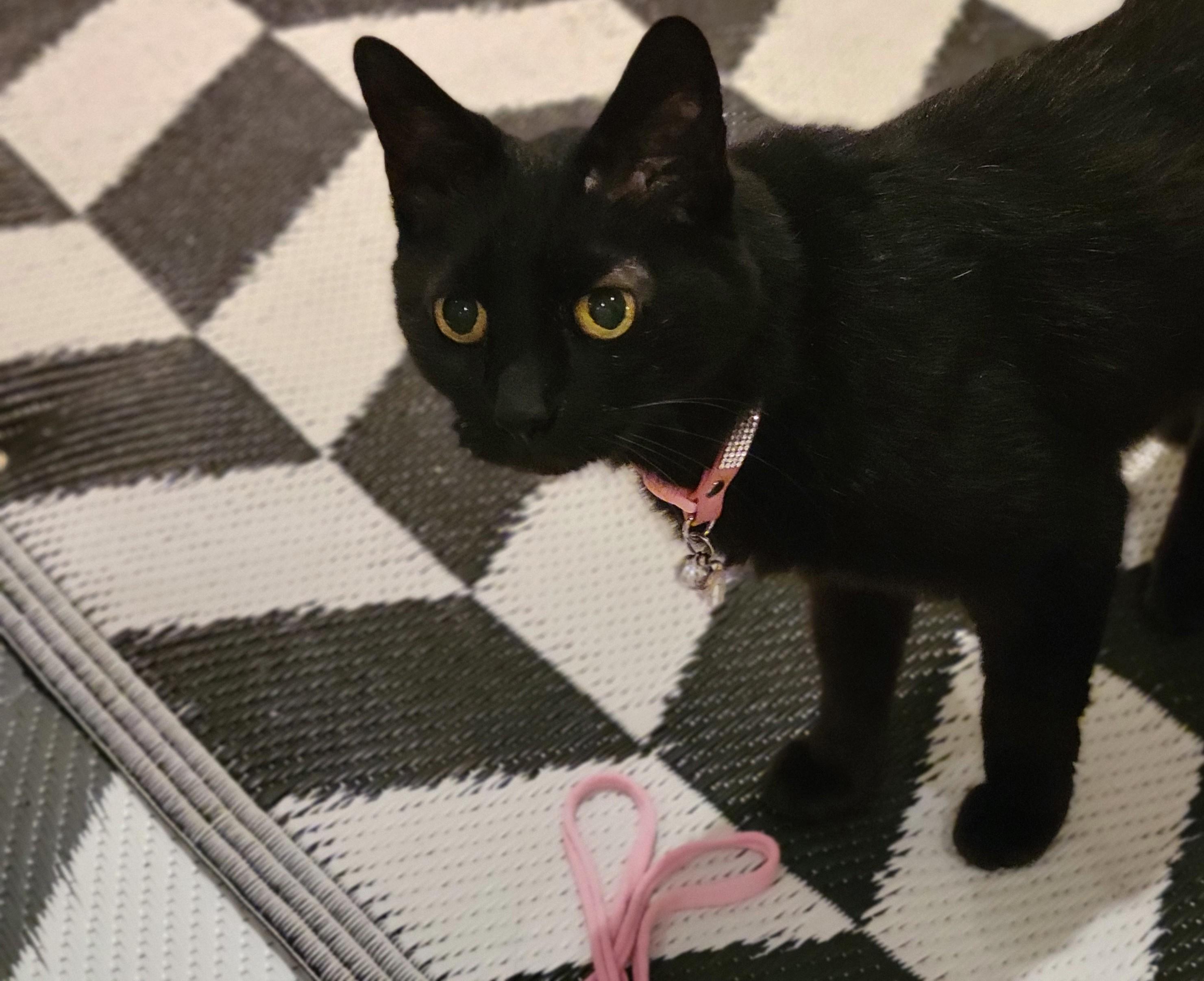 Enlarge Raven, a Adoptable Domestic Short Hair in OVERLAND PARK, KS image 5/6