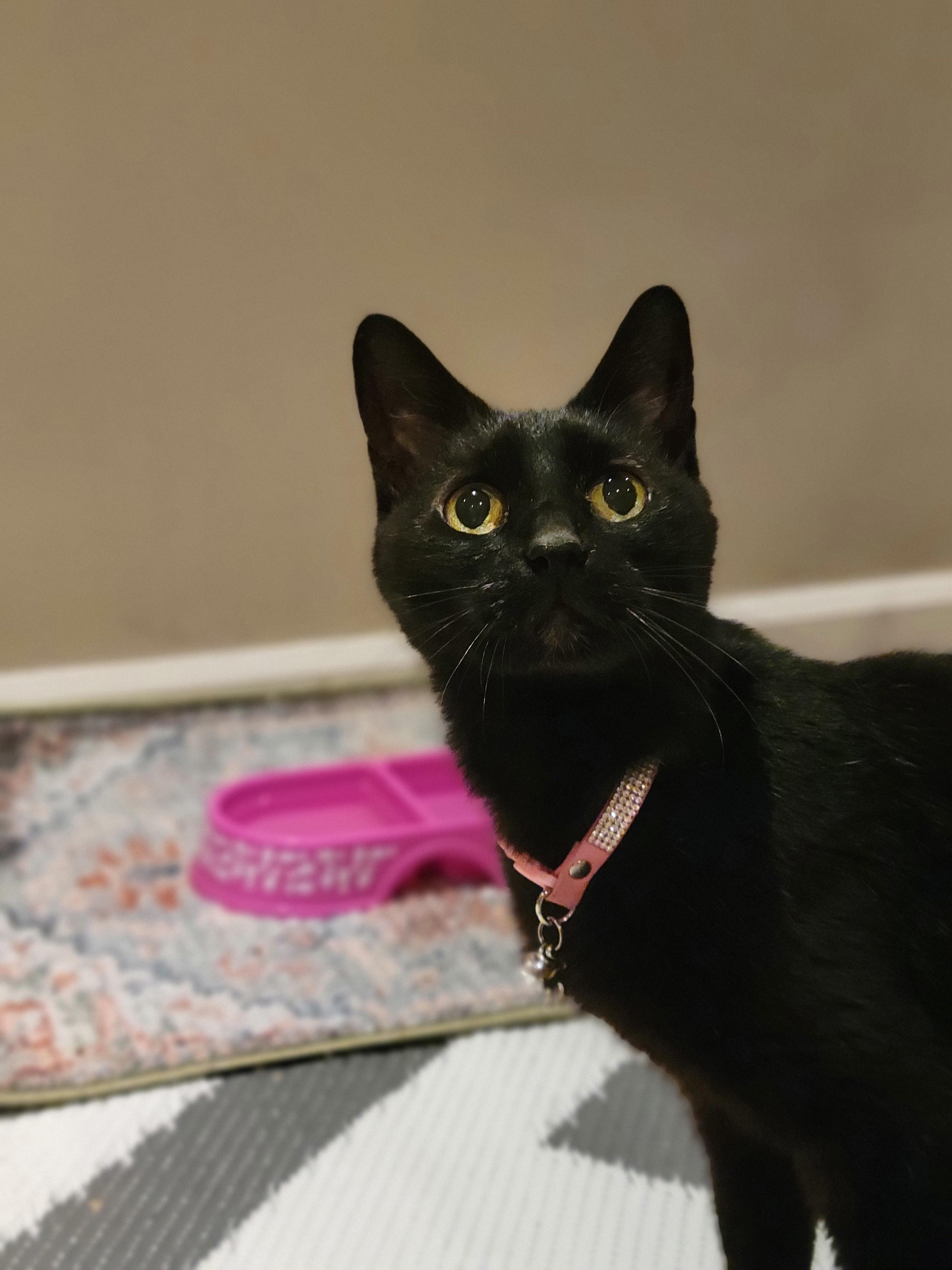 Enlarge Raven, a Adoptable Domestic Short Hair in OVERLAND PARK, KS image 6/6