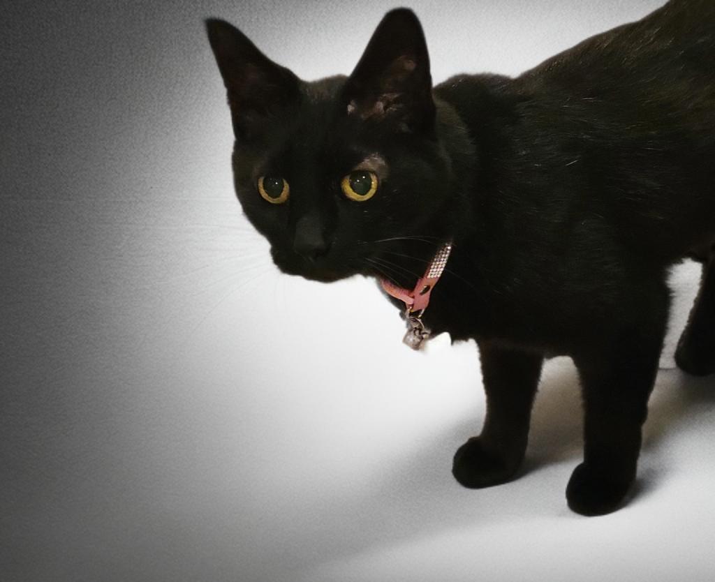 Enlarge Raven, a Adoptable Domestic Short Hair in OVERLAND PARK, KS image 4/6