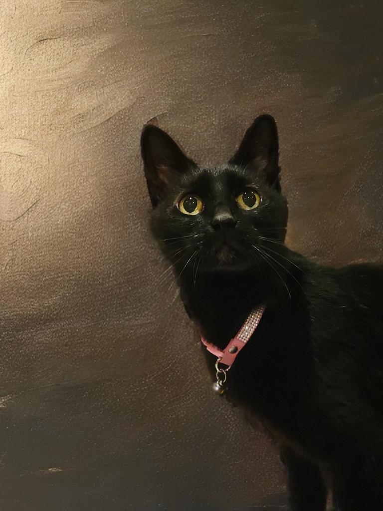 Raven, Adoptable, Adult Female Domestic Short Hair.