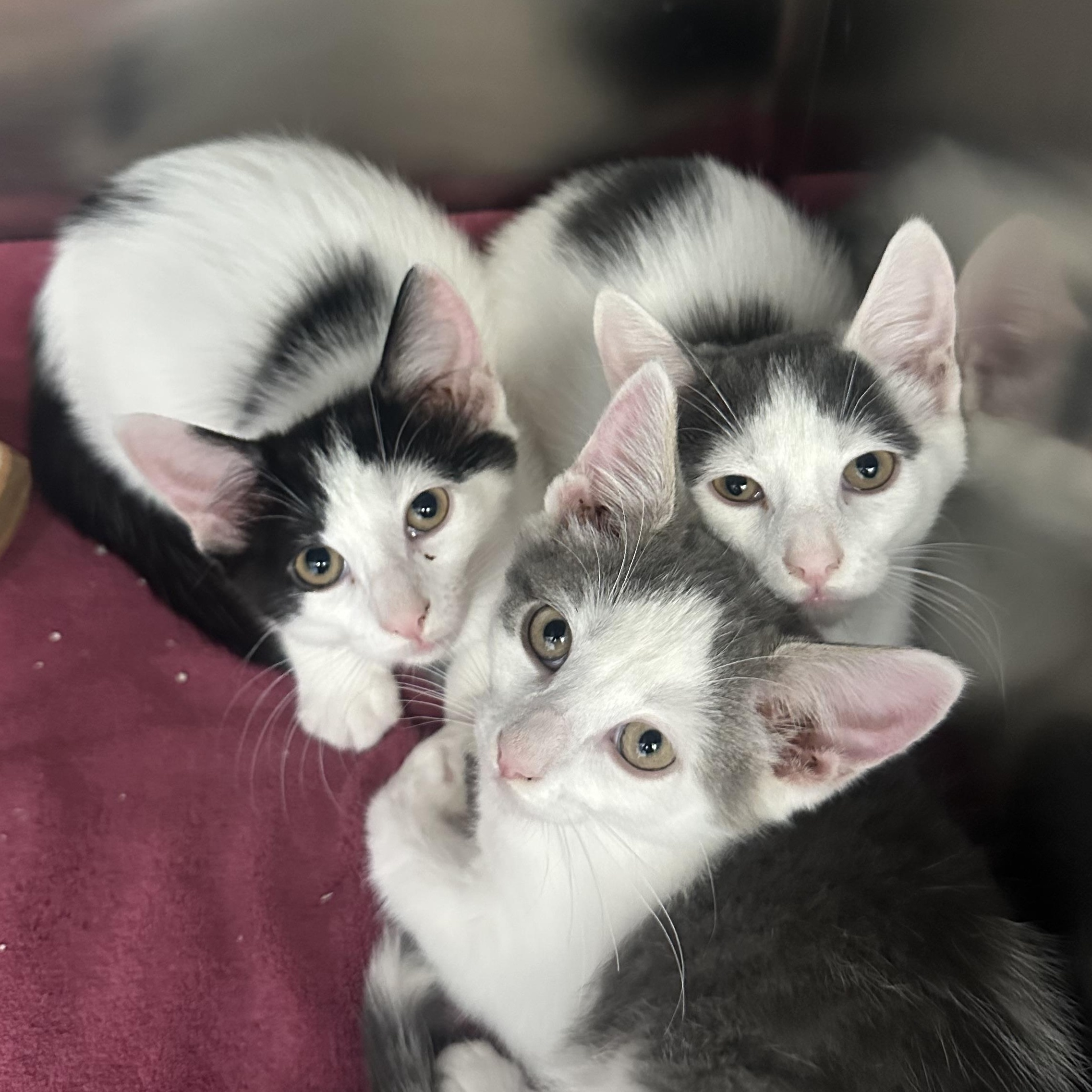 Enlarge Cinco De Mayo Kittens, a ADOPTABLE Domestic Short Hair in Clifton, NJ image 2/3