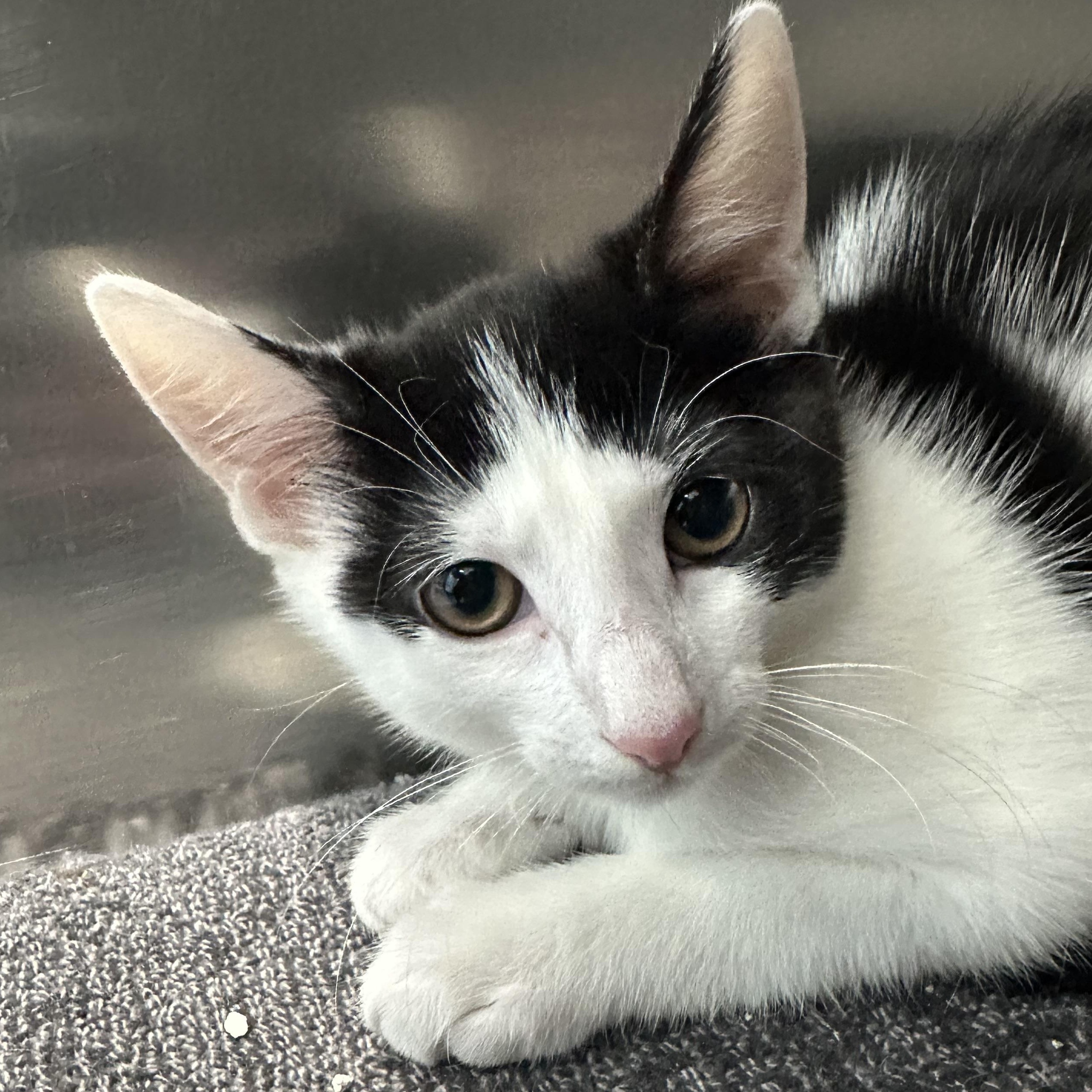 Enlarge Cinco De Mayo Kittens, a ADOPTABLE Domestic Short Hair in Clifton, NJ image 1/3