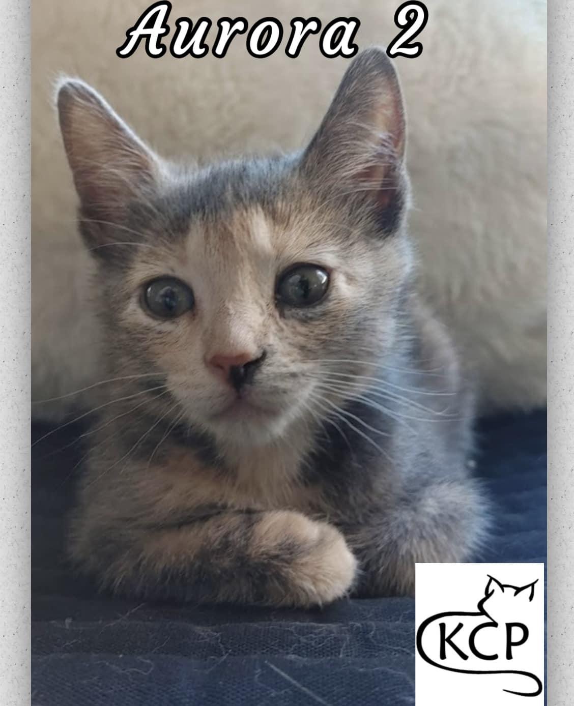 Aurora 2, an adoptable Domestic Short Hair in Courtenay, BC, V9N 7P1 | Photo Image 1