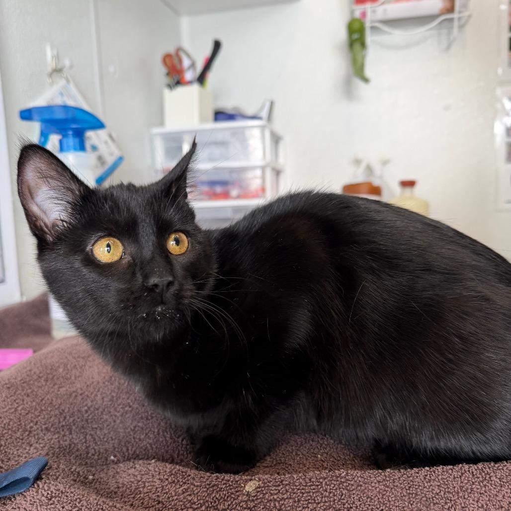 Miss Scarlett, Adoptable, Young Female Domestic Short Hair.
