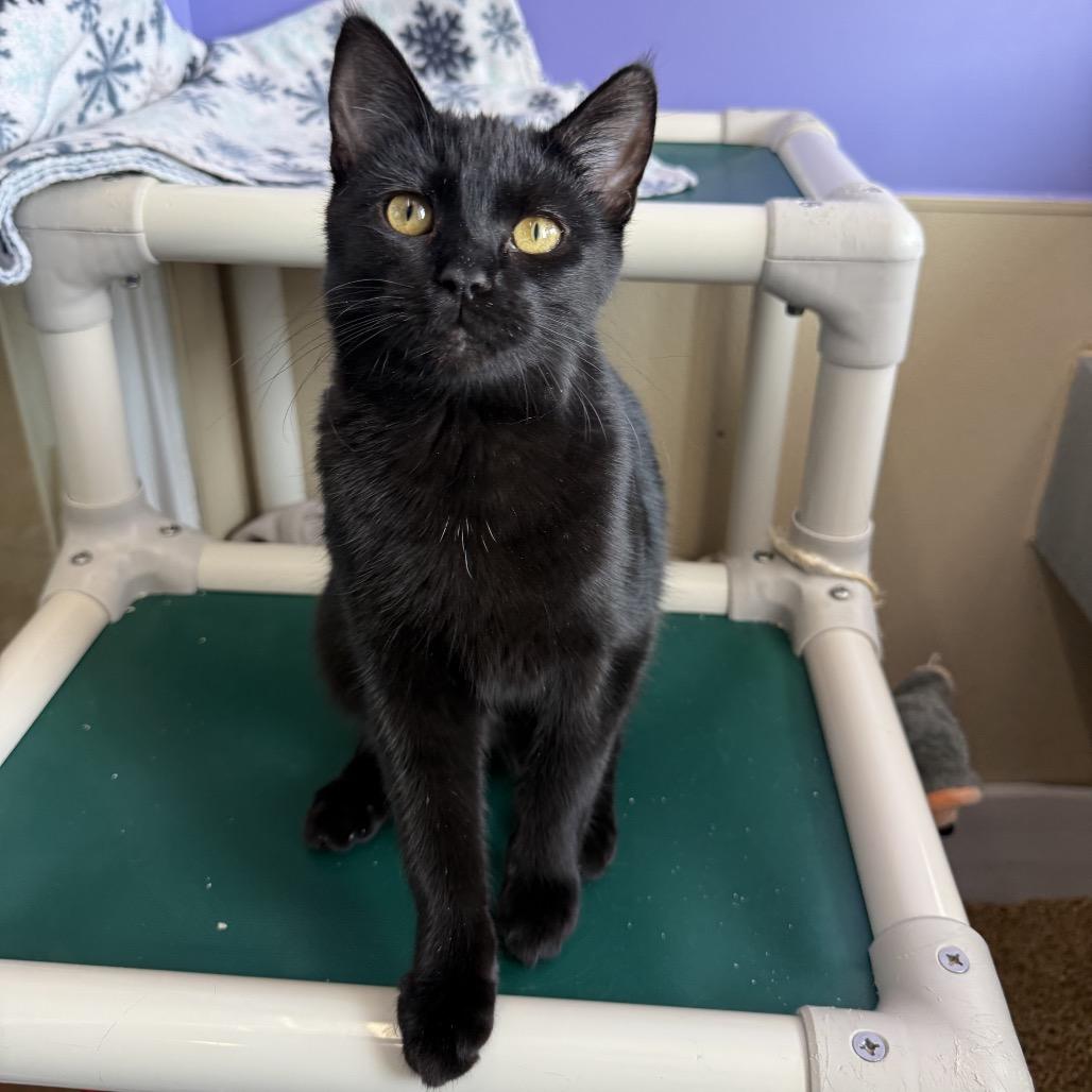 Enlarge Miss Scarlett, a Adoptable Domestic Short Hair in Mankato, MN image 2/4