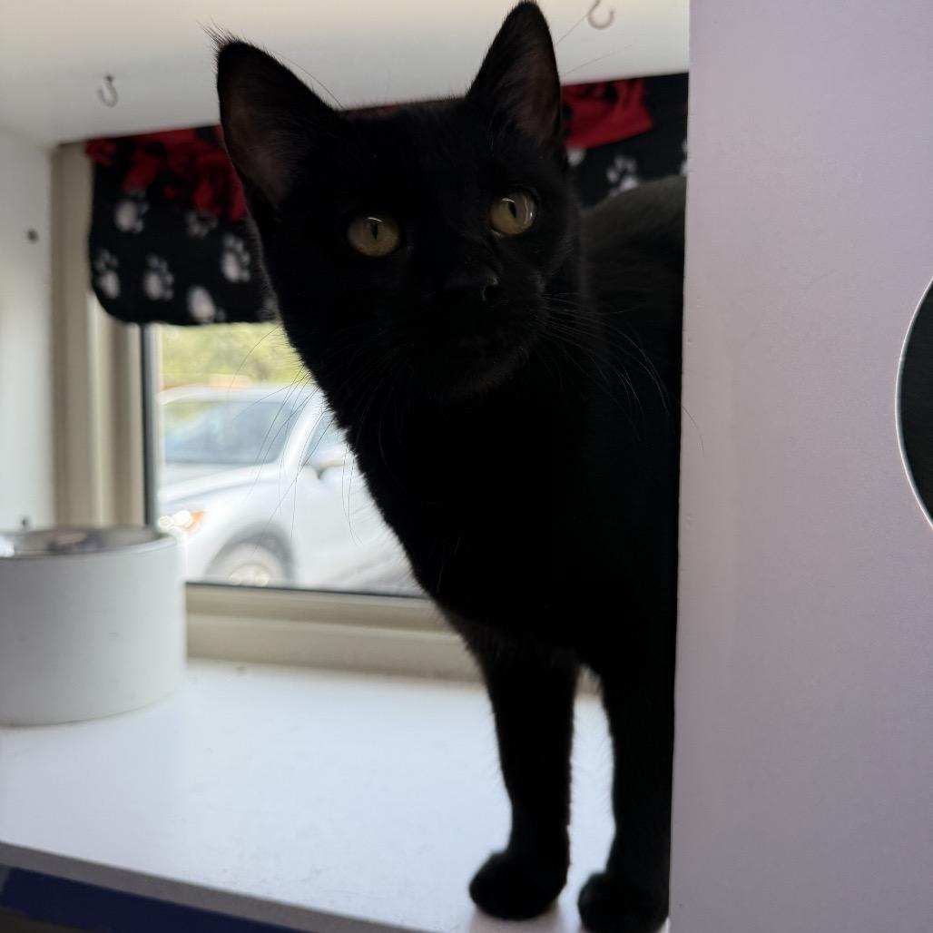 Enlarge Miss Scarlett, a Adoptable Domestic Short Hair in Mankato, MN image 3/4