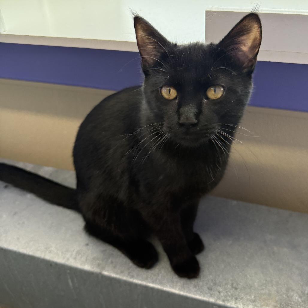 Enlarge Miss Scarlett, a Adoptable Domestic Short Hair in Mankato, MN image 4/4