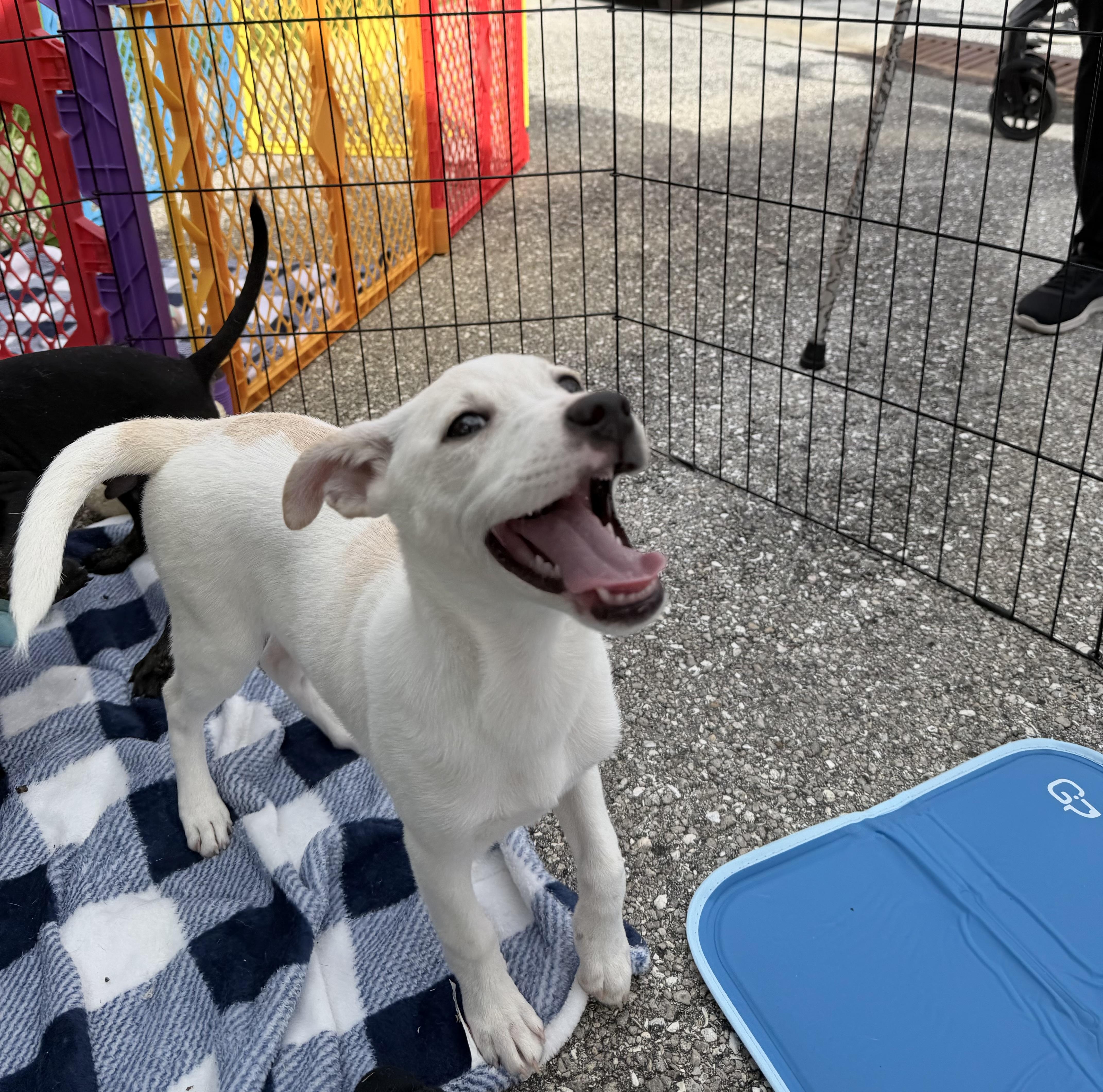 Enlarge Summer, an adopted mixed breed in Palm springs, FL image 2/2