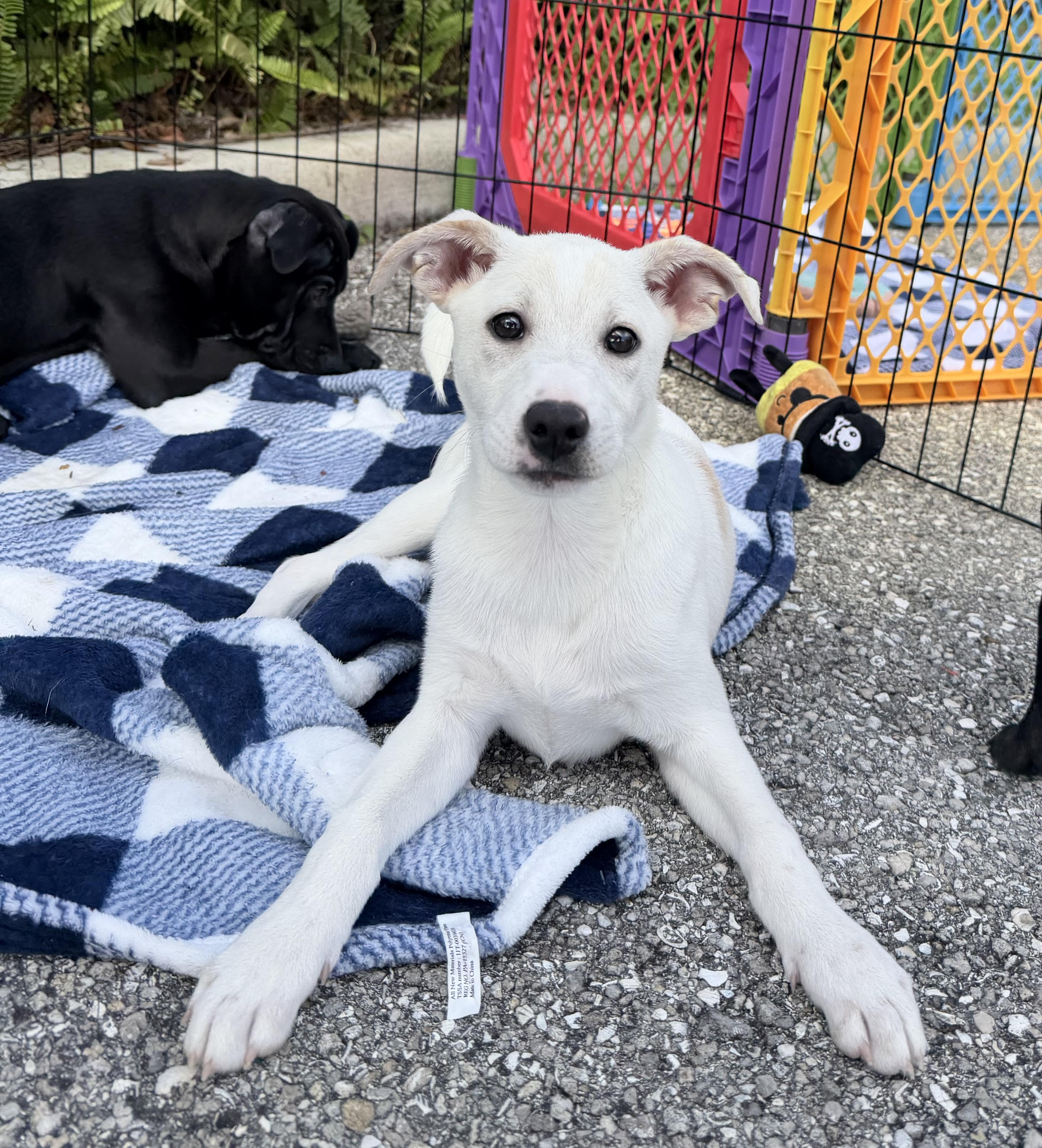 Summer, adopted, Puppy Female Mixed Breed.