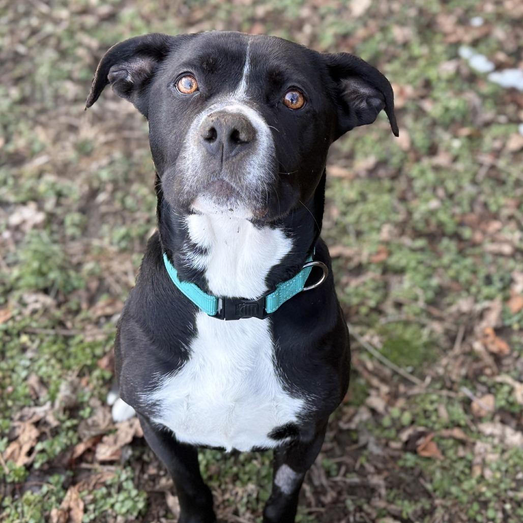 Enlarge Bella, a Adoptable mixed breed in Baltimore, MD image 1/6