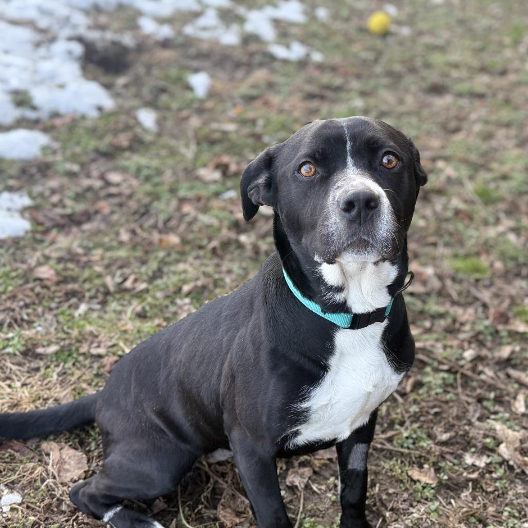 Enlarge Bella, a Adoptable mixed breed in Baltimore, MD image 2/6
