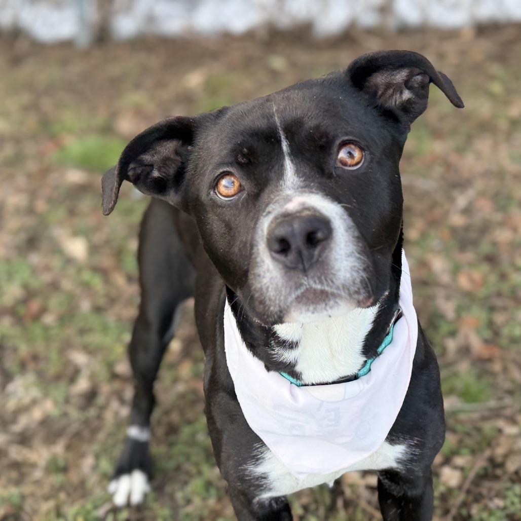 Enlarge Bella, a Adoptable mixed breed in Baltimore, MD image 3/6