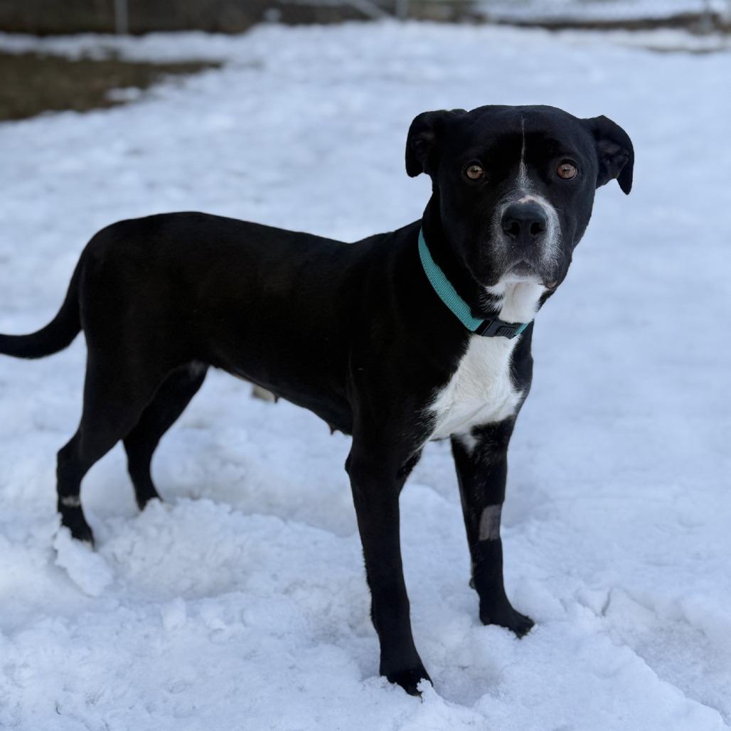 Enlarge Bella, a Adoptable mixed breed in Baltimore, MD image 6/6