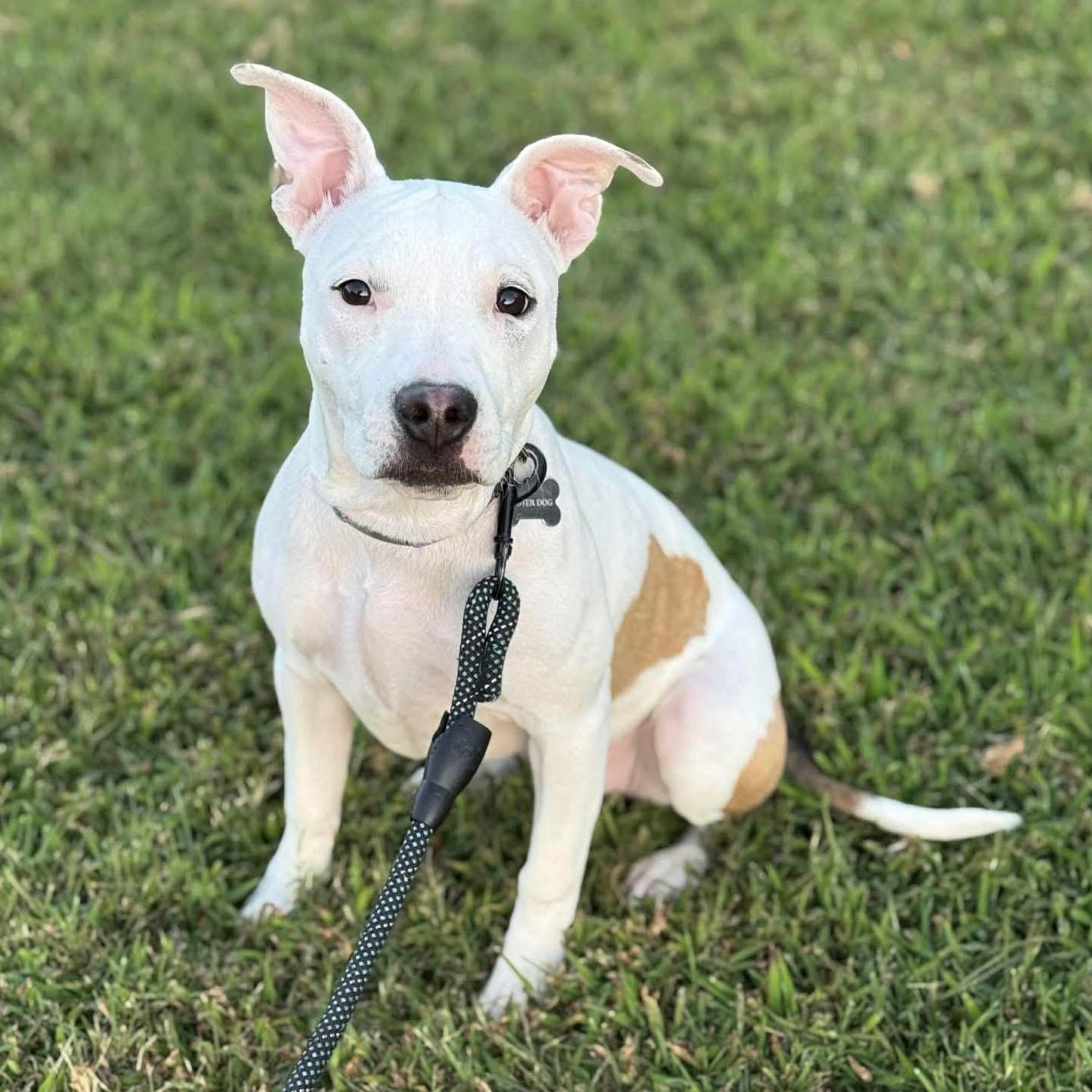 Joey, Adopted, Young Female Pit Bull Terrier.
