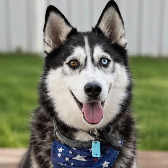 Enlarge Drago, a Adopted Siberian Husky in Richboro, PA image 1/3