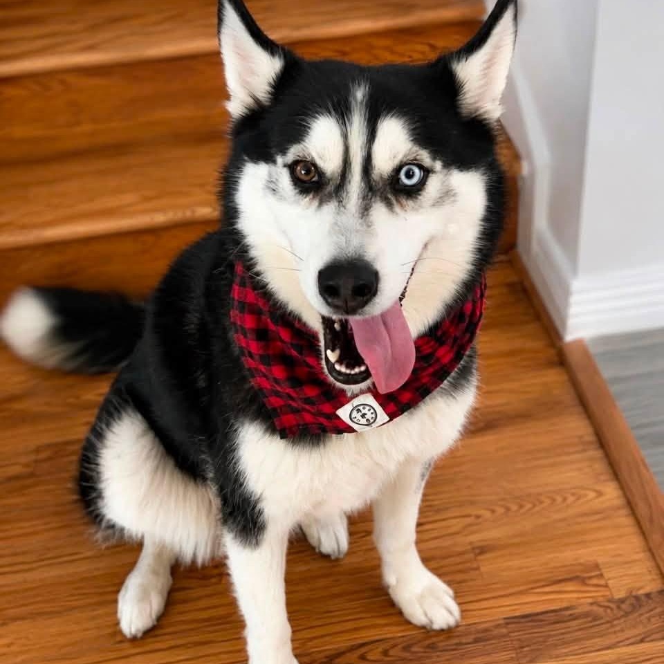 Enlarge Drago, a Adopted Siberian Husky in Richboro, PA image 2/3