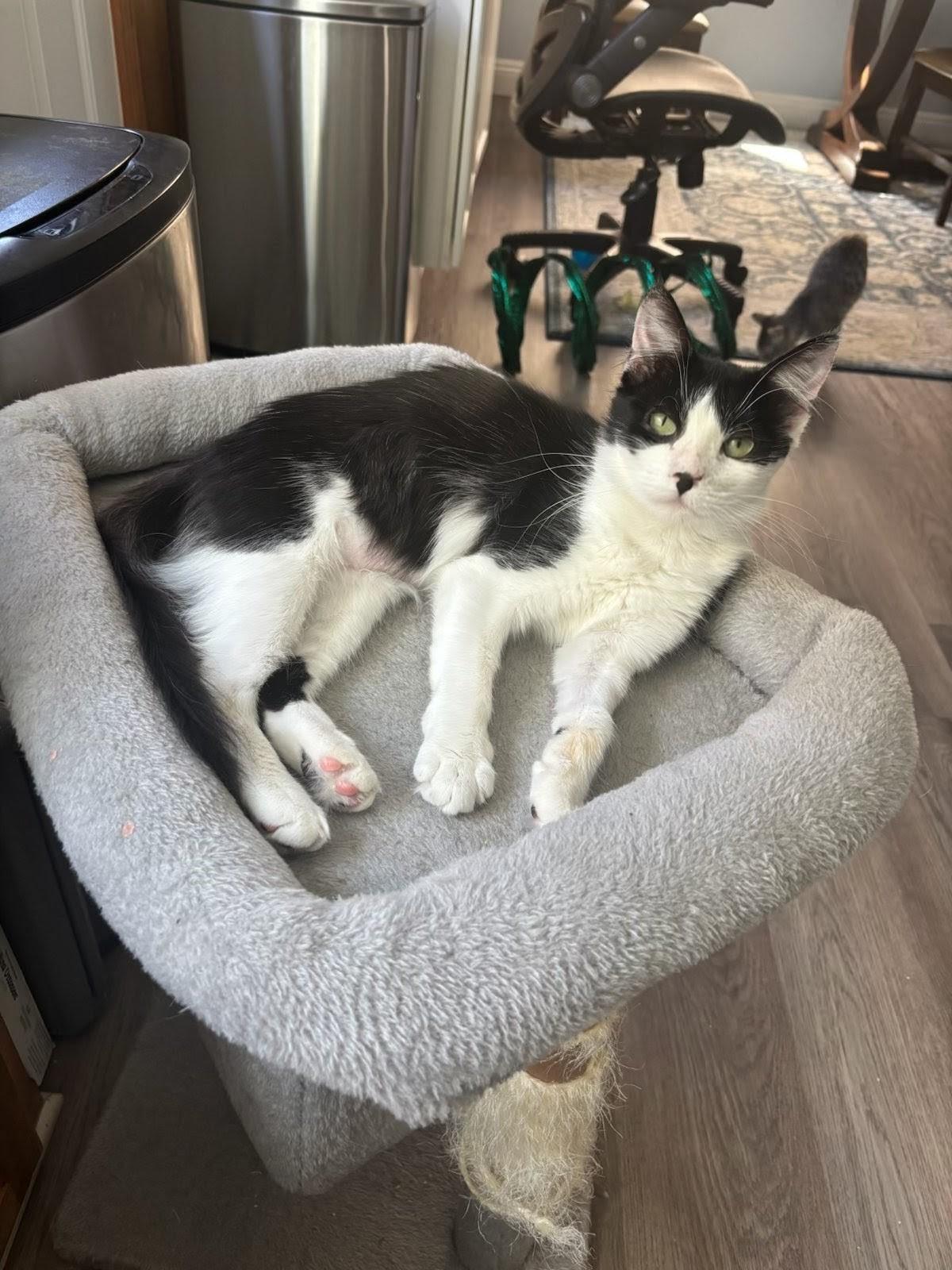 Enlarge Penny Lane, a Adoptable Domestic Medium Hair in San Juan Capistrano, CA image 1/2