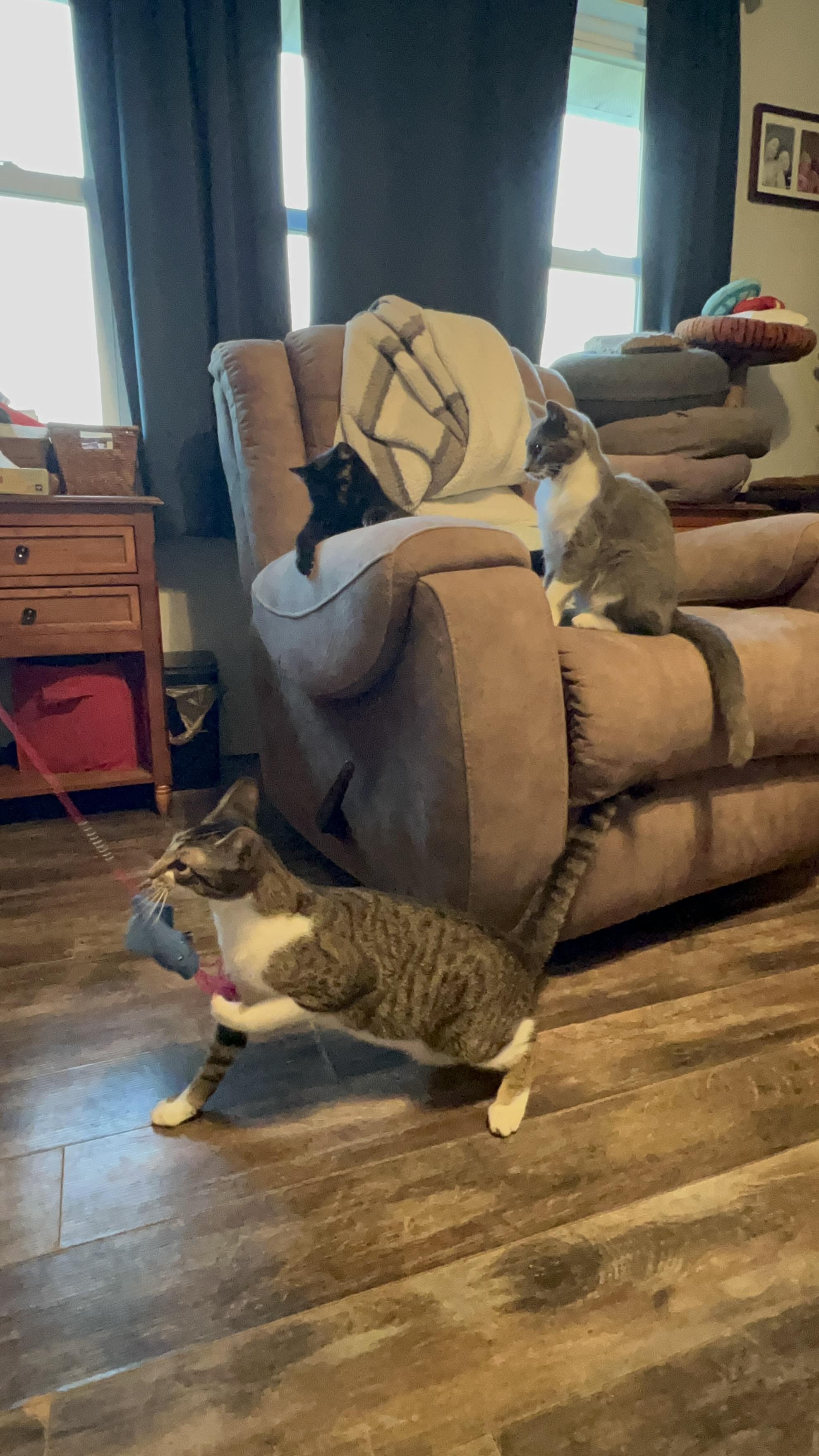 Enlarge Ziggy, an adoptable mixed breed in Campbellsville, KY image 5/6