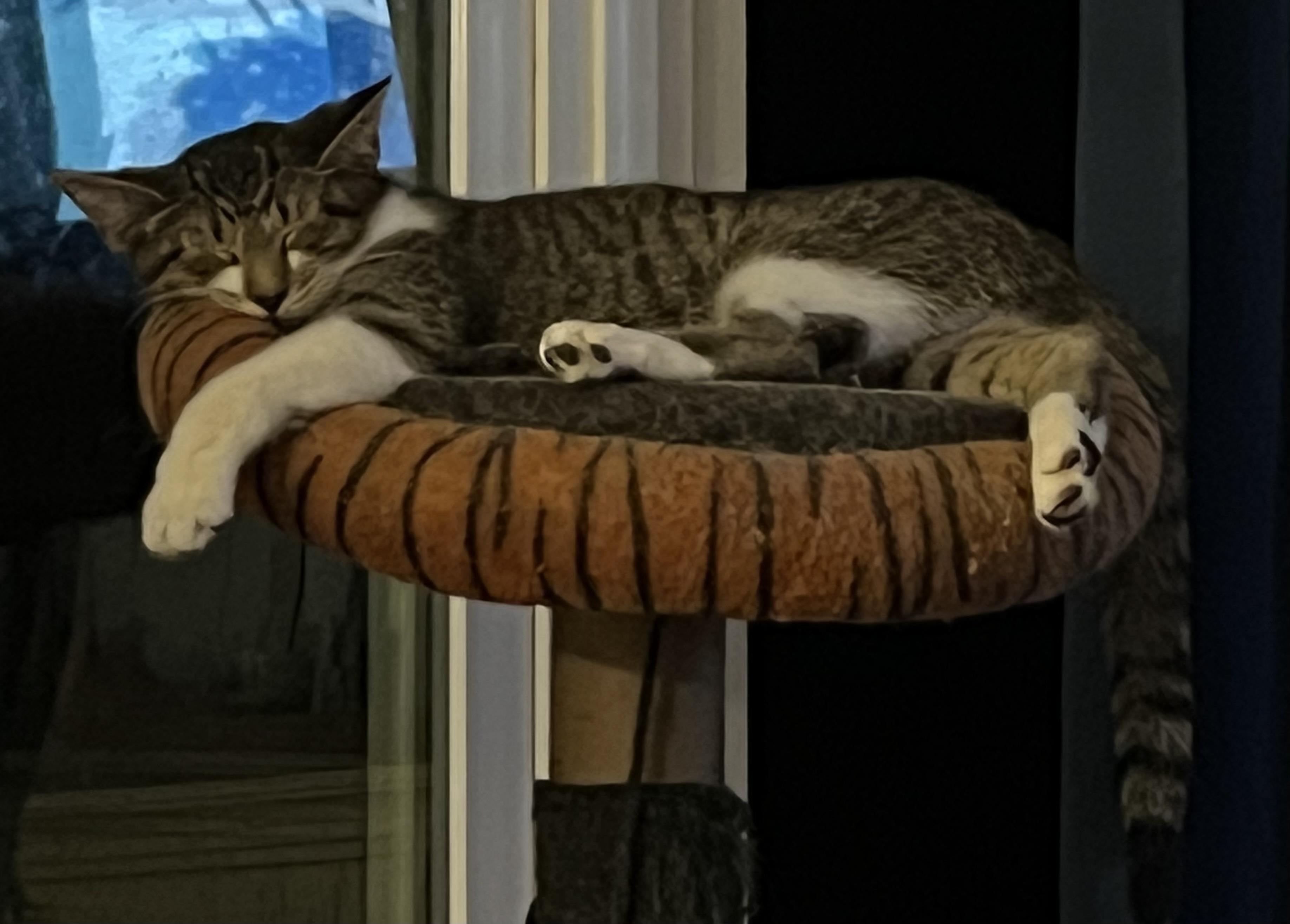 Enlarge Ziggy, an adoptable mixed breed in Campbellsville, KY image 3/6