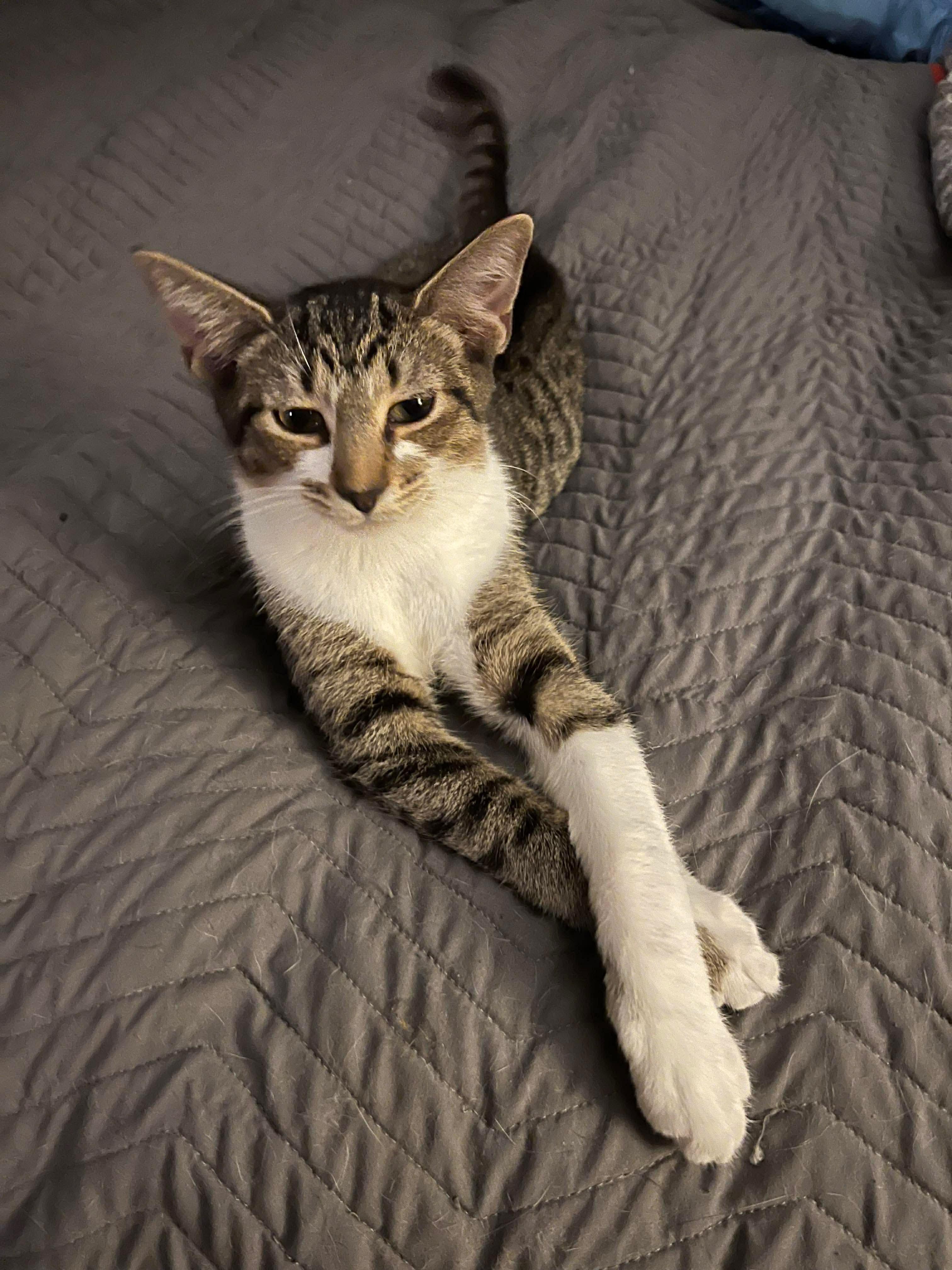 Enlarge Ziggy, an adoptable mixed breed in Campbellsville, KY image 2/6