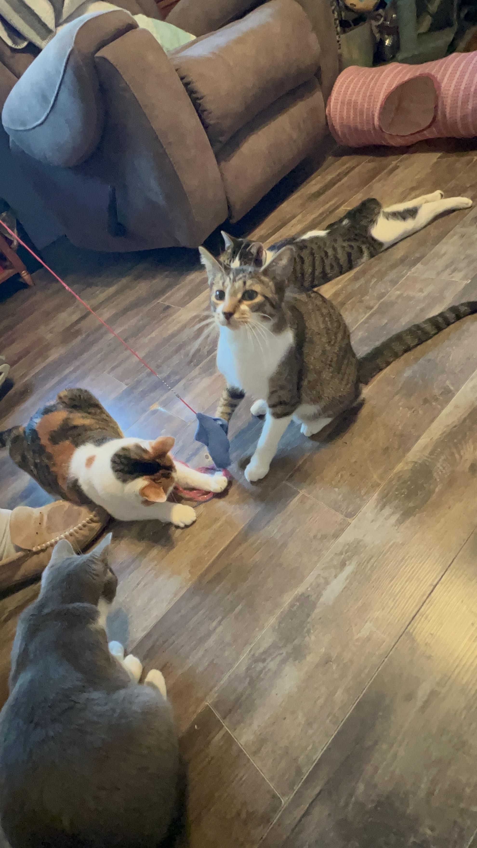 Enlarge Ziggy, an adoptable mixed breed in Campbellsville, KY image 4/6