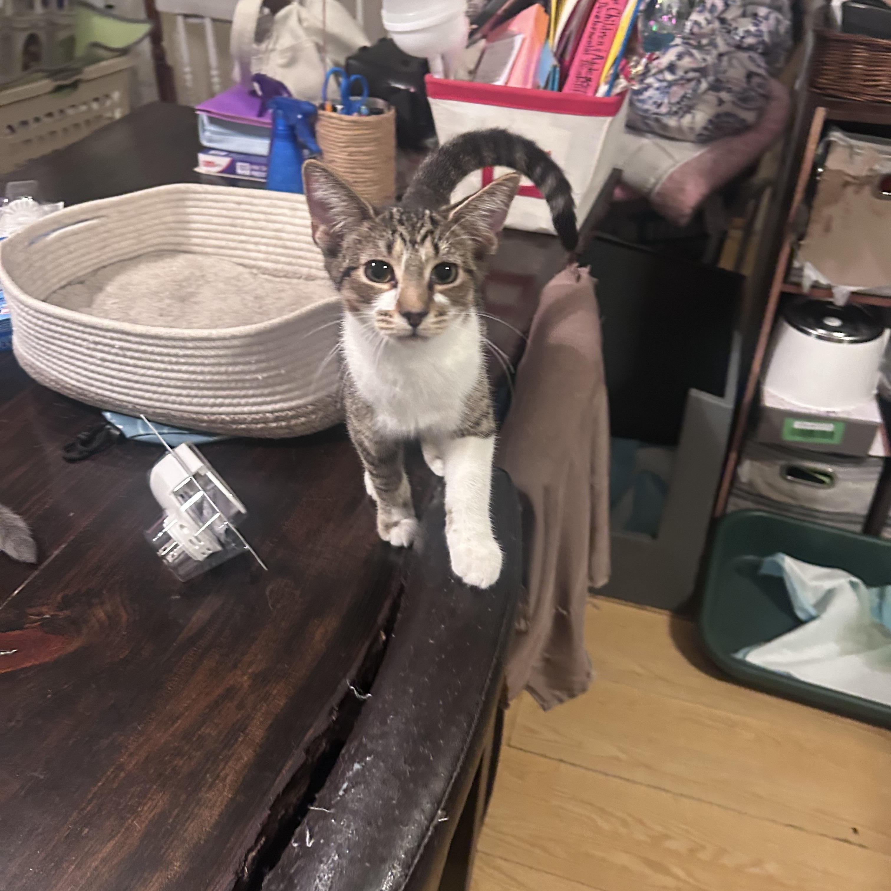 Enlarge Ziggy, an adoptable mixed breed in Campbellsville, KY image 5/6