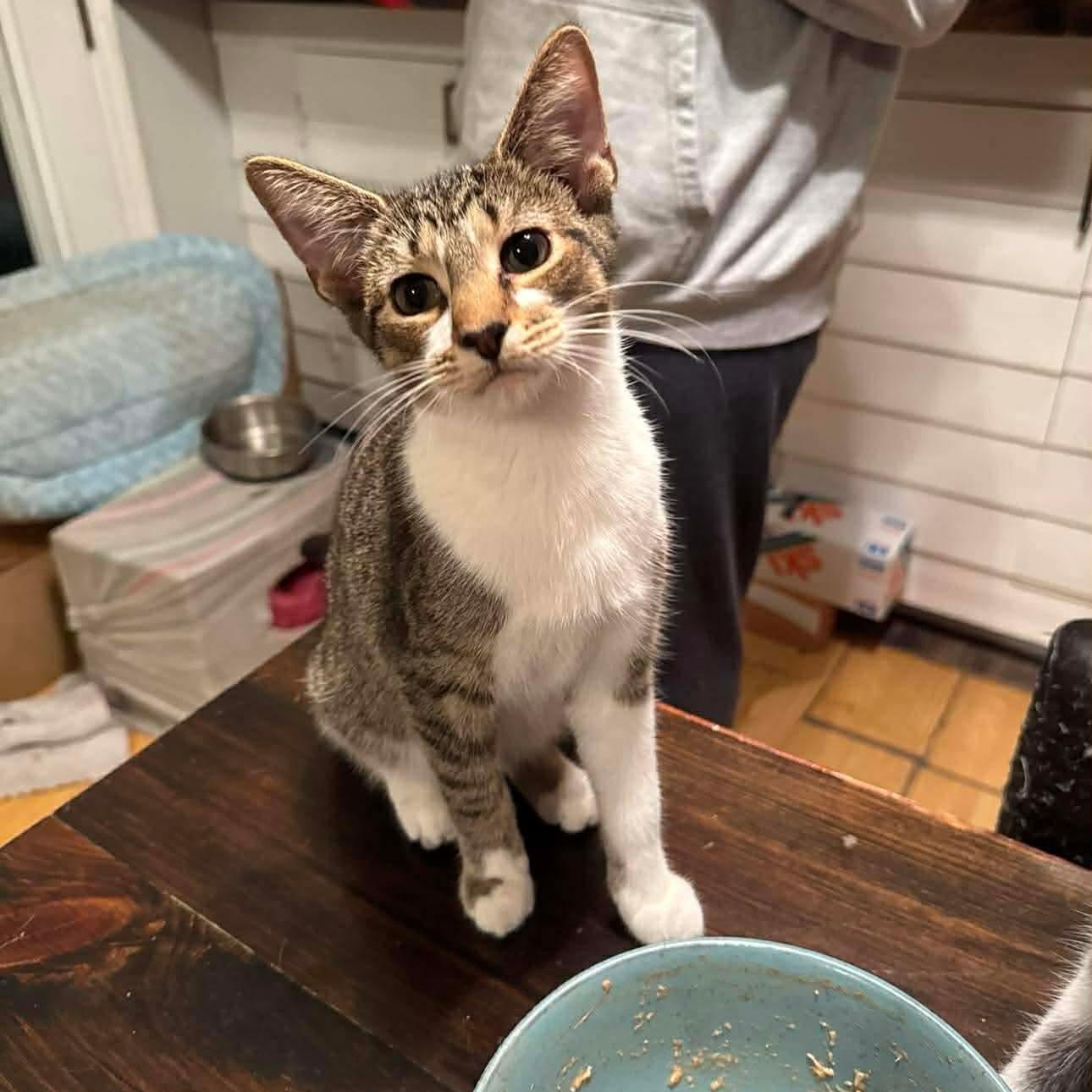 Ziggy, Adoptable, Kitten Male Domestic Short Hair & Tabby.