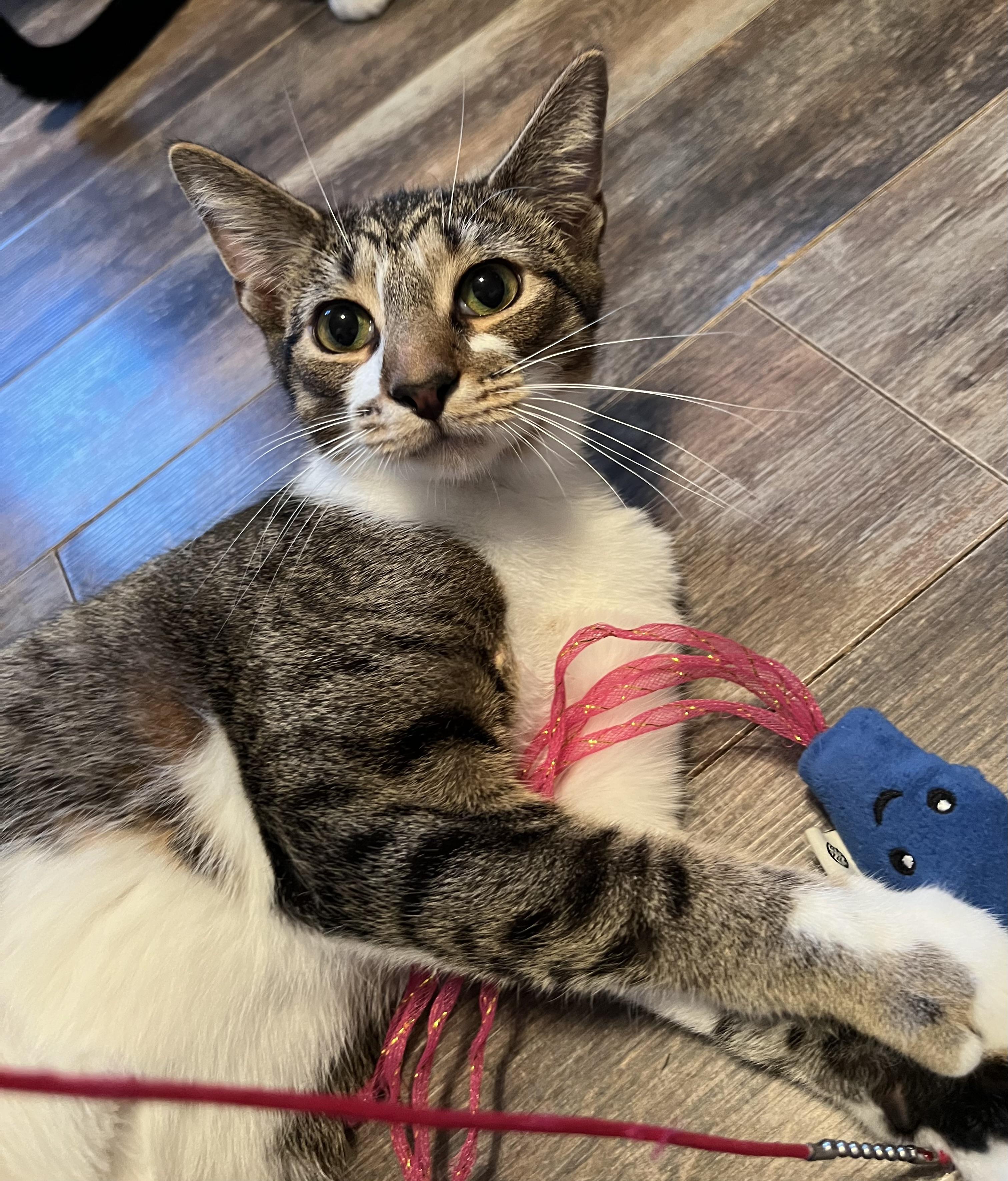 Ziggy, adoptable, Kitten Male Domestic Short Hair & Tabby.