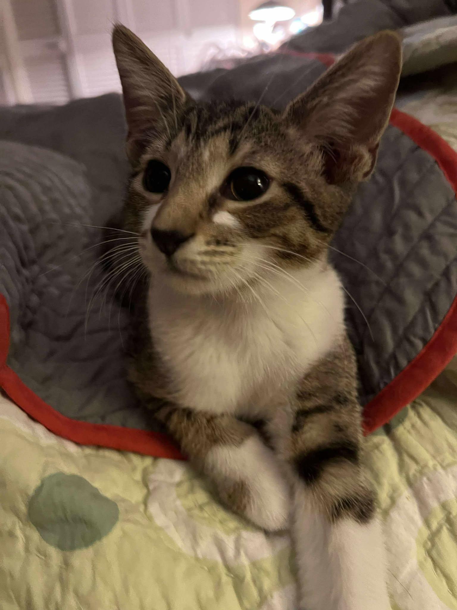 Enlarge Ziggy, an adoptable mixed breed in Campbellsville, KY image 6/6