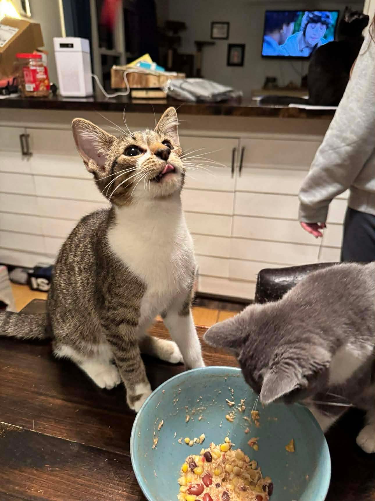 Enlarge Ziggy, an adoptable mixed breed in Campbellsville, KY image 3/6