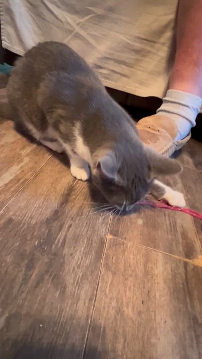 Enlarge Ziggy, an adoptable mixed breed in Campbellsville, KY video 6/6