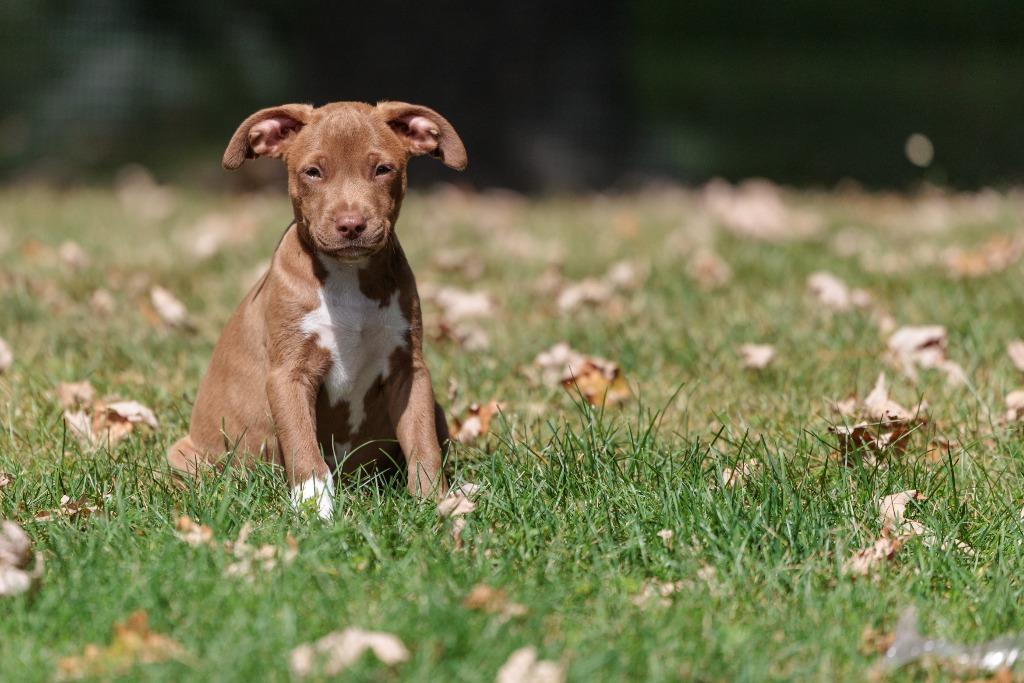 State Fair Litter - Sky Ride, Adoptable, Puppy Male Pit Bull Terrier & Labrador Retriever.