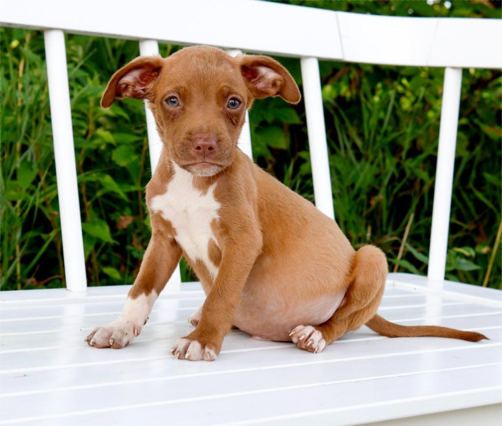 Enlarge State Fair Litter - Sky Ride, a Adoptable mixed breed in Savage, MN image 2/5