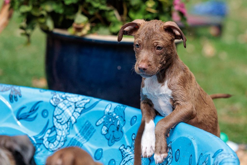 Enlarge State Fair Litter - Sky Ride, a Adoptable mixed breed in Savage, MN image 3/5