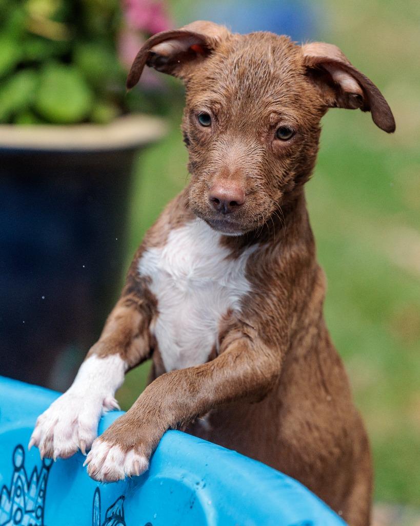 Enlarge State Fair Litter - Sky Ride, a Adoptable mixed breed in Savage, MN image 4/5
