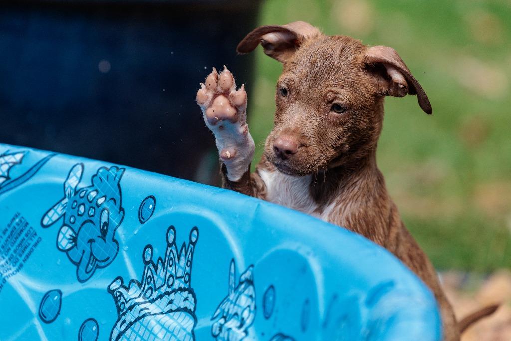 Enlarge State Fair Litter - Sky Ride, a Adoptable mixed breed in Savage, MN image 5/5