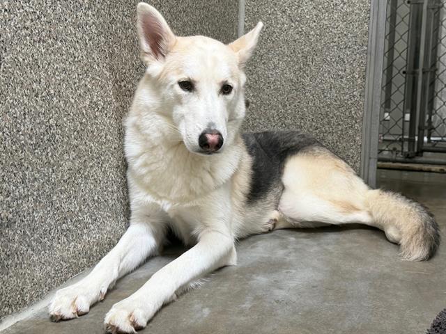HOWDY, Adoptable, Young Male Siberian Husky & German Shepherd Dog.