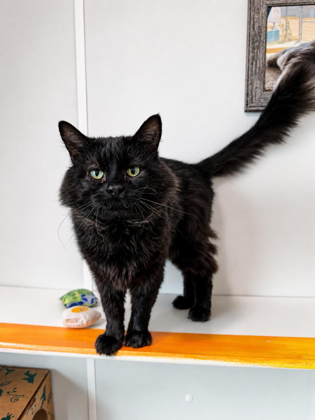 Edgar, a Adoptable Domestic Long Hair in Dillon, MT image 1/2
