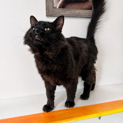 Edgar, a Adoptable Domestic Long Hair in Dillon, MT image 2/2